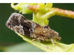 Attēlu rezultāti vaicājumam “Eudemis porphyrana”