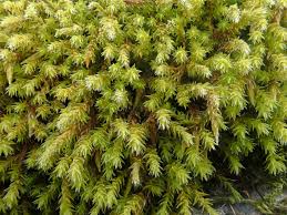 Attēlu rezultāti vaicājumam “Hedwigia ciliata sporophyte”