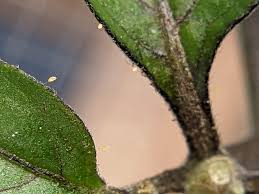 Attēlu rezultāti vaicājumam “Chrysopidae eggs”