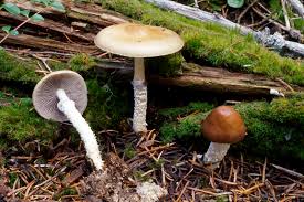 Attēlu rezultāti vaicājumam “Stropharia albocrenulata”