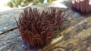 Attēlu rezultāti vaicājumam “Stemonitis sp.”