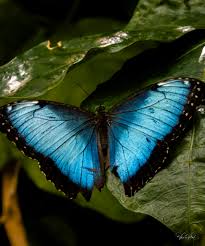 Attēlu rezultāti vaicājumam “Agonopterix hypericella imago”