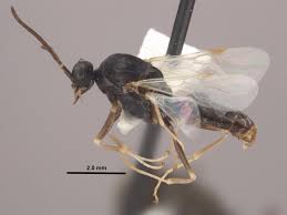 Attēlu rezultāti vaicājumam “Polypogon tentacularius male”