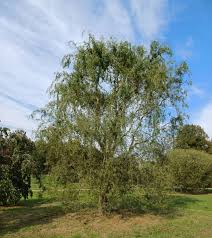 Attēlu rezultāti vaicājumam “Salix x doniana”