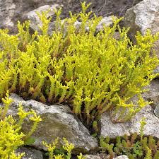 Image result for Mauerpfeffer