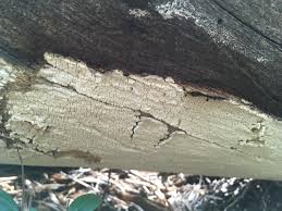 Attēlu rezultāti vaicājumam “Antrodia xantha”