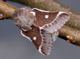 Attēlu rezultāti vaicājumam “Eriogaster lanestris”