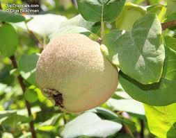 Attēlu rezultāti vaicājumam “Cydonia oblonga”