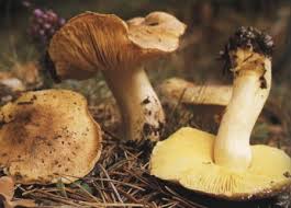 Attēlu rezultāti vaicājumam “Tricholoma flavovirens”