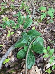 Attēlu rezultāti vaicājumam “Lithospermum officinale leaf”