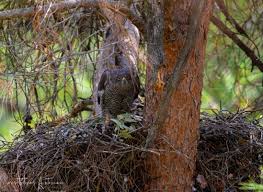 Attēlu rezultāti vaicājumam “Accipiter gentilis nest”