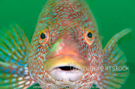 Image result for Labrus bergylta