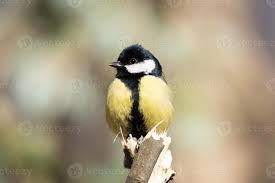 Attēlu rezultāti vaicājumam “Parus major”