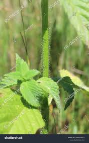 Attēlu rezultāti vaicājumam “Galeopsis bifida leaf”