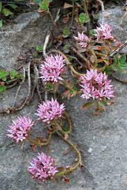 Attēlu rezultāti vaicājumam “Phedimus spurius flower”