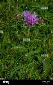 Attēlu rezultāti vaicājumam “Centaurea phrygia bud”