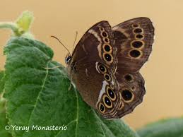 Attēlu rezultāti vaicājumam “Lopinga achine”