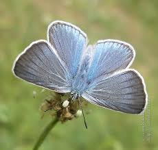 Attēlu rezultāti vaicājumam “Agrodiaetus amandus female”