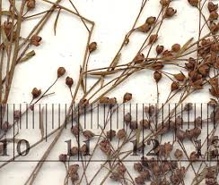 Attēlu rezultāti vaicājumam “Comatricha pulchella stalked”