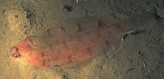 Image result for Glyptocephalus cynoglossus