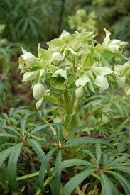 Image result for Helleborus foetidus