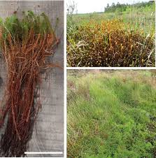 Attēlu rezultāti vaicājumam “Polytrichum juniperinum sporophyte”