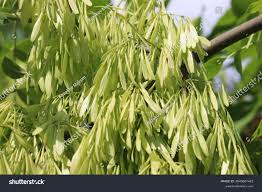 Attēlu rezultāti vaicājumam “Fraxinus pennsylvanica fruit”