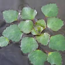 Attēlu rezultāti vaicājumam “Trapa natans”