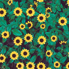 Image result for Sanvitalia procumbens