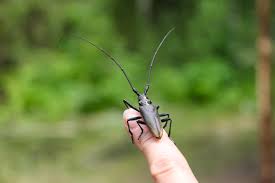 Attēlu rezultāti vaicājumam “Monochamus urussovi”