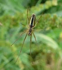 Attēlu rezultāti vaicājumam “Tetragnatha extensa”