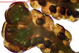 Attēlu rezultāti vaicājumam “Frullania tamarisci macro”