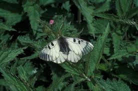 Attēlu rezultāti vaicājumam “Parnassius mnemosyne upperside”
