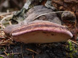 Attēlu rezultāti vaicājumam “Fomitopsis rosea”