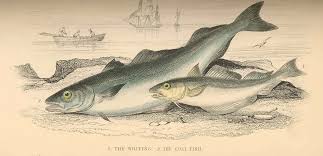 Image result for Merlangius merlangus