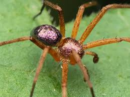 Attēlu rezultāti vaicājumam “Philodromidae”