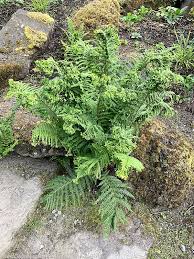 Attēlu rezultāti vaicājumam “Cribraria costata”