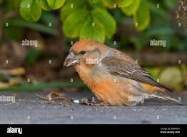 Attēlu rezultāti vaicājumam “Loxia pytyopsittacus male”