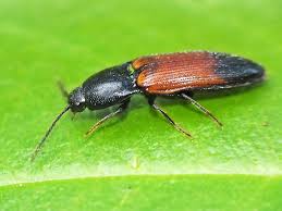 Attēlu rezultāti vaicājumam “Ampedus balteatus”