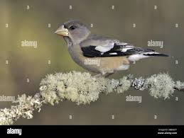 Image result for Hesperiphona vespertina