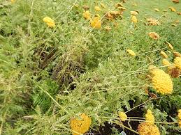Image result for Achillea filipendulina