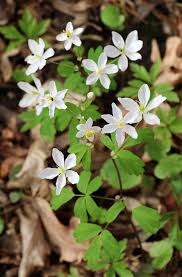 Attēlu rezultāti vaicājumam “Isopyrum thalictroides flower”