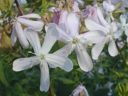 Attēlu rezultāti vaicājumam “Saponaria officinalis flower”