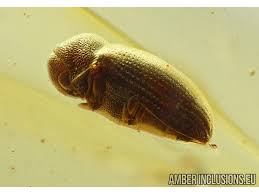 Attēlu rezultāti vaicājumam “Anobiidae”