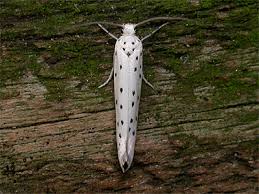 Attēlu rezultāti vaicājumam “Yponomeuta malinellus / cagnagella”