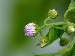 Attēlu rezultāti vaicājumam “Erigeron acris”