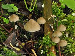 Attēlu rezultāti vaicājumam “Mycena abramsii”