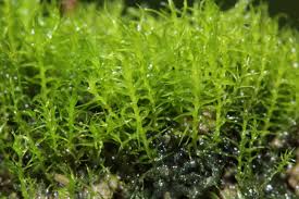 Attēlu rezultāti vaicājumam “| Dicranella”