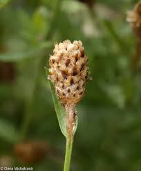 Attēlu rezultāti vaicājumam “Centaurea jacea bud”