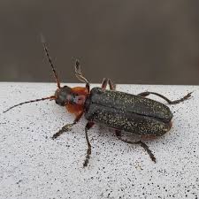 Attēlu rezultāti vaicājumam “Cantharis fusca”